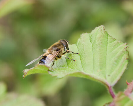 Drone fly or syrphid fly macro close-up showcasing bee mimicry on fresh green foliage in Italy