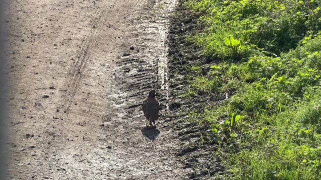 Brown female pheasant walking dirt track detail