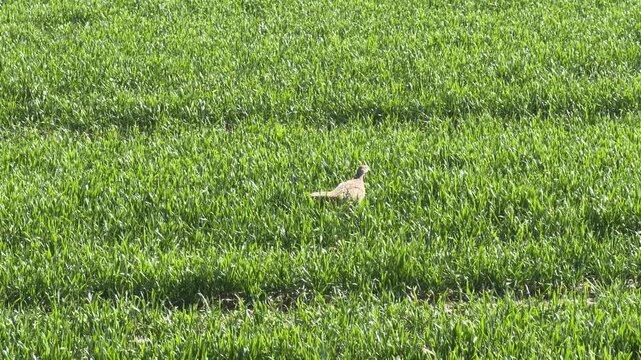 Wild female pheasant in crop field panning