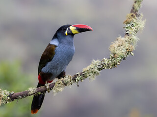 Fototapeta premium Gray-breasted Mountain-Toucan Perched on a Mossy Branch in Cloud Forest
