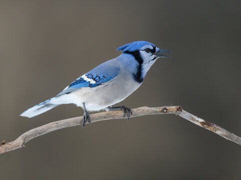 Blue Jay Portrait on Blur Background in Winter