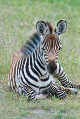 Naklejka premium Baby Plains Zebra Boehm's Race lying down in grass closeup Ngorongoro Conservation Area unesco world heritage site Tanzania Africa