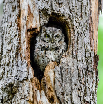 Eastern Screech Owl Peering From Tree Cavity Nest