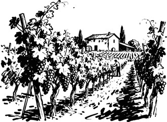 Obraz premium Vineyard landscape with grapevines and farmhouse rural agricultural scene with grape harvesting and vineyard rows