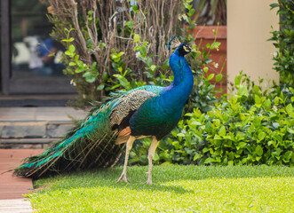 Obraz premium peacock with feathers