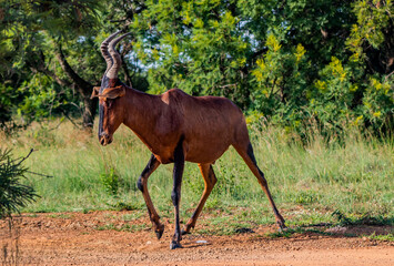 antelope in the wild © Lebo Mano