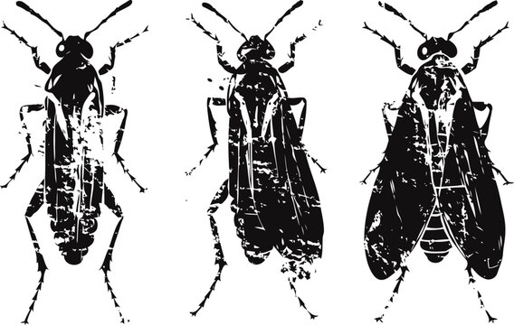 Three black silhouettes of cicadas with wings in different positions detailed vector illustration