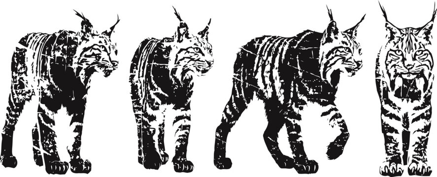 lynx wildcat sequence walking silhouettes showing animal movement and natural behavior