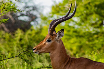 impala antelope in kruger park © Lebo Mano