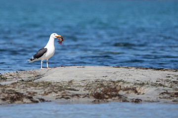 Le goéland mange l'araignée de mer © antoine
