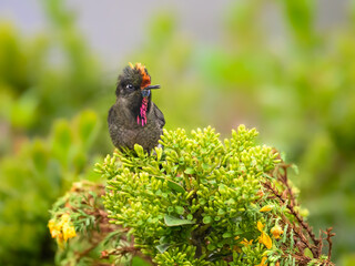 Fototapeta premium Male Rainbow-bearded Thornbill Perched on Green Bush in Cloud Forest