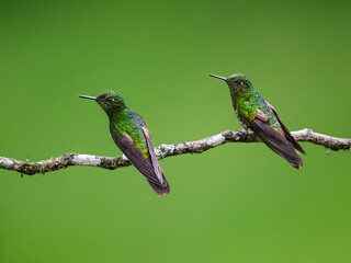 Fototapeta premium Two Buff-tailed Coronet Hummingbirds Perched On A Mossy Branch