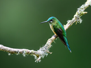 Fototapeta premium Female Long-tailed Sylph Hummingbird Perched on Lichen Covered Branch