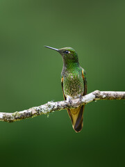 Fototapeta premium Adult Buff-tailed Coronet Hummingbird Perched On A Mossy Branch