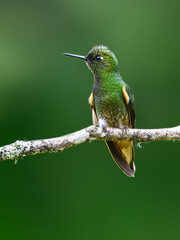 Fototapeta premium Adult Buff-tailed Coronet Hummingbird Perched On A Mossy Branch
