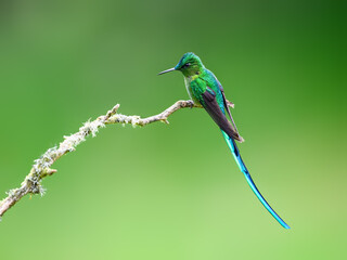 Fototapeta premium Male Long-tailed Sylph Hummingbird Perched on Lichen Covered Branch