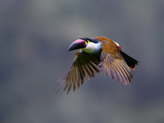 Fototapeta premium Adult Black-billed Mountain-toucan In Flight With Wings Spread