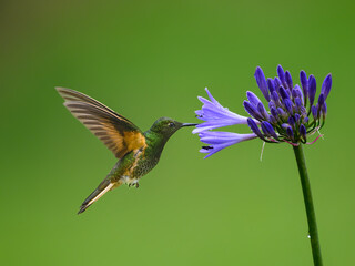 Fototapeta premium Buff-tailed Coronet Hummingbird Hovering Near Purple Agapanthus Flower