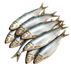 Obraz premium Pile of fresh sardines isolated on transparent background