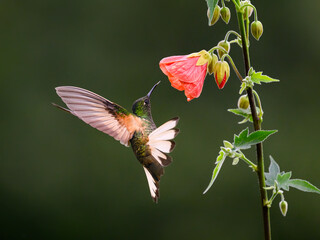 Fototapeta premium Buff-tailed Coronet Hovering Near Pink Abutilon Flower