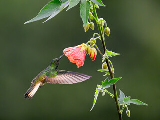 Fototapeta premium Buff-tailed Coronet Feeding On Pink Flower In Flight