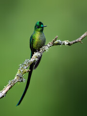 Fototapeta premium Male Long-tailed Sylph Hummingbird Perching On Tree Branch on Green Background