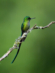 Fototapeta premium Male Long-tailed Sylph Hummingbird Perching On Tree Branch on Green Background