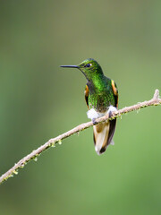 Fototapeta premium Adult Buff-tailed Coronet Hummingbird Perched On A Mossy Branch