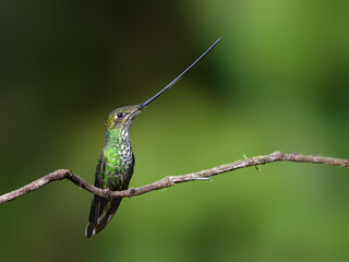 Fototapeta premium Sword-billed Hummingbird Perched on Mossy Branch With Green Background