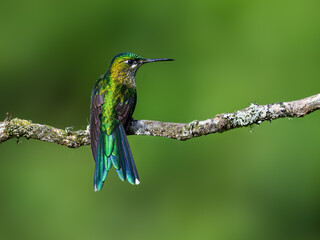 Fototapeta premium long-tailed sylph, aglaiocercus kingii, hummingbird, male, perched, long tail, blue tail, iridescent, hummingbird on branch, tropical bird, wildlife, nature, south america, andes, cloud forest, birdwa