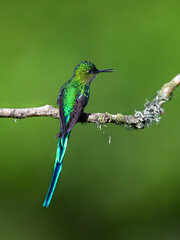 Fototapeta premium Male Long-tailed Sylph Hummingbird Perching On Tree Branch on Green Background