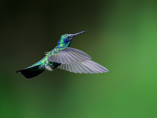 Fototapeta premium Sparkling Violetear Hummingbird Hovering in Flight Against Green Background
