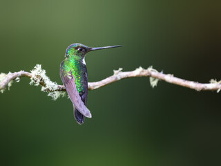 Fototapeta premium Collared Inca Hummingbird Perched on Mossy Branch in Cloud Forest