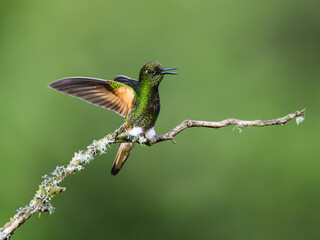Fototapeta premium Buff-tailed Coronet Hummingbird Perched on Mossy Branch with Wings Spread