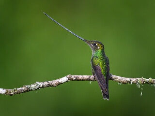 Fototapeta premium Sword-billed Hummingbird Perched on Mossy Branch With Green Background
