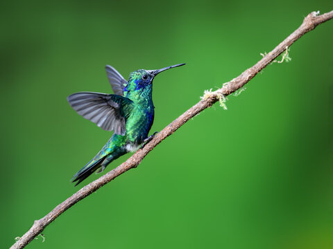 Sparkling Violetear Hummingbird Perched on Branch with Spread Wings