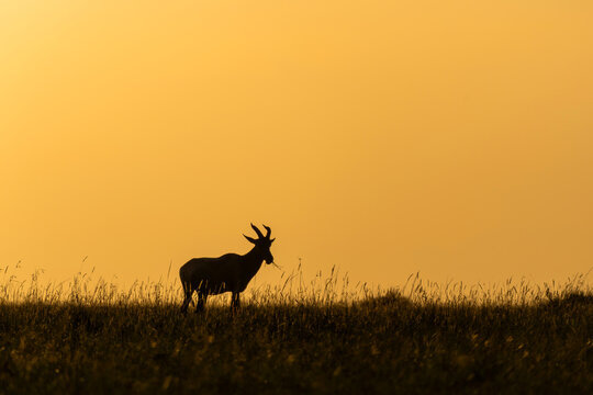 Topi or tsessebe (Damaliscus lunatus) searching for food and wary of danger on the plains in the Masai Mara National Reserve in Kenya
