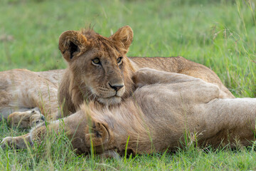 Fototapeta premium Lions strengthen family bonds through affectionate behavior in the Masai Mara game reserve in Kenya.