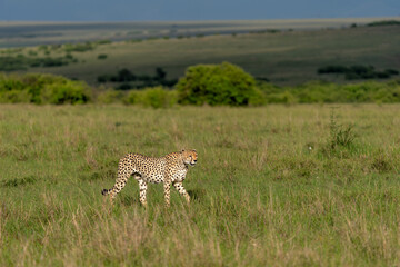 Cheetah looking for prey on the plains of the Masai Mara National Reserve in Kenya © henk bogaard