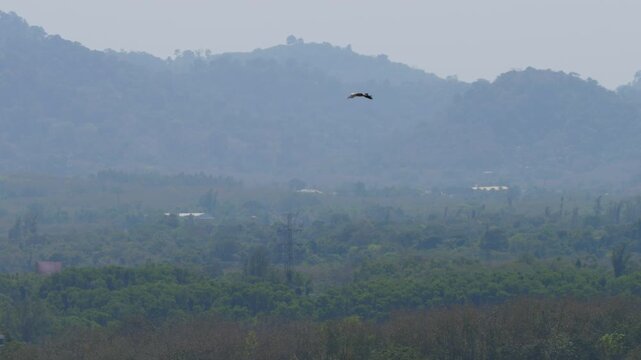 Silhouette of a large bird. Wide wingspan. Lonely Asian Openbill Stork bird hovering over the Phuket airport