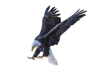 Obraz premium Bald eagle (Haliaeetus leucocephalus) Photo, in Flight, Over a Transparent, Isolated PNG Background