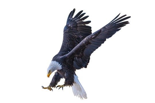 Bald eagle (Haliaeetus leucocephalus) Photo, in Flight, Over a Transparent, Isolated PNG Background