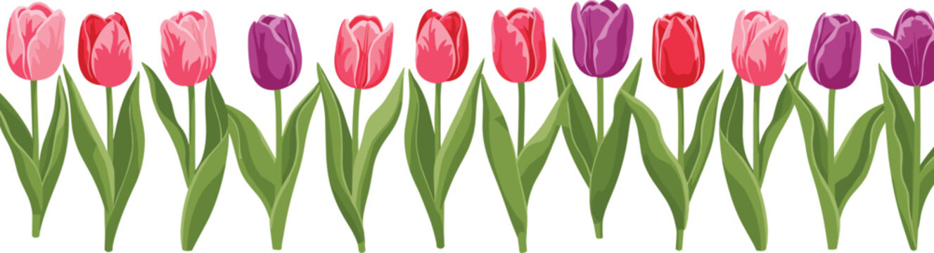 Tulip flower border vector. Colorful spring tulips row collection. Pink, red and purple flowers with leaves, seamless floral decoration isolated illustration.