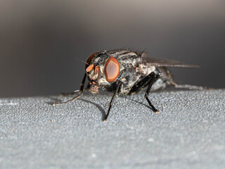 Great Macro of Sarcophaga Canaria - Common Flesh Fly on the Island of La Palma Spain © Aleksandra