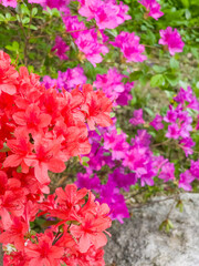 Fototapeta premium Red azalea flowers against soft pink blossoms for spring garden banners and romantic backgrounds