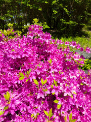 Obraz premium Pink azalea flowers for spring garden backgrounds and seasonal park banners