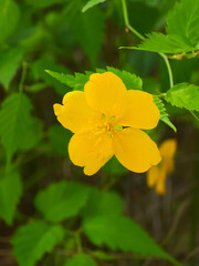 Fototapeta premium Single yellow spring flower for botanical backgrounds and natural garden design