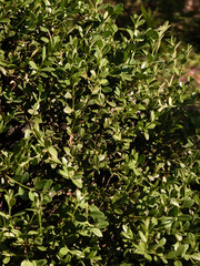 Obraz premium Green shrub leaves in sunlight for garden texture backgrounds and landscaping design