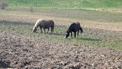 The horses are standing in the field