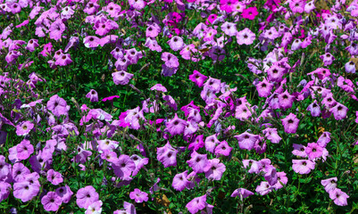 Obraz premium Soft pink Petunia flower blooming in lush garden bed, perfect for spring campaigns, floral backgrounds, gardening ads, greeting cards, home decor, wellness themes, and vibrant nature branding use.